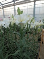 [4109 Global Beauty Mak No101.JPG]